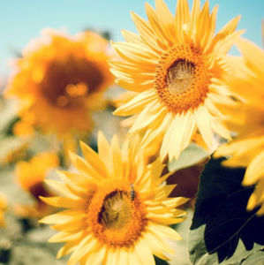 Meet your Posher, Octavia